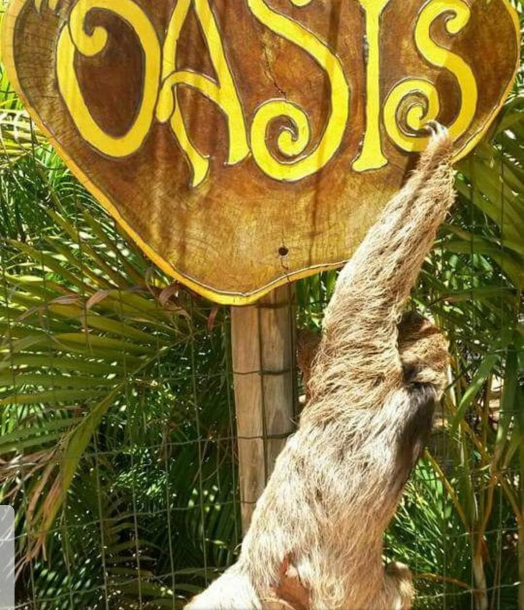 Chale "Oasis" Villa Praia do Forte Dış mekan fotoğraf